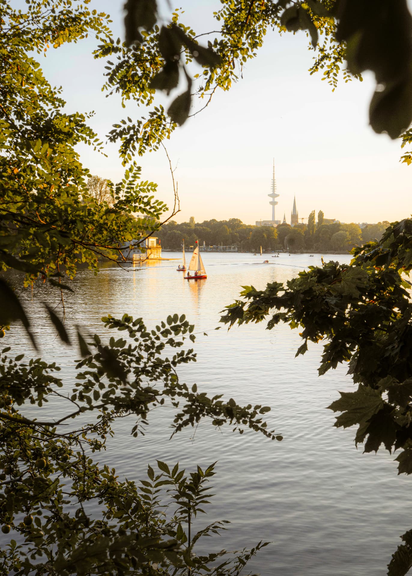 Segelboote auf der Außenalster bei Sonnenuntergang, gerahmt von Blättern