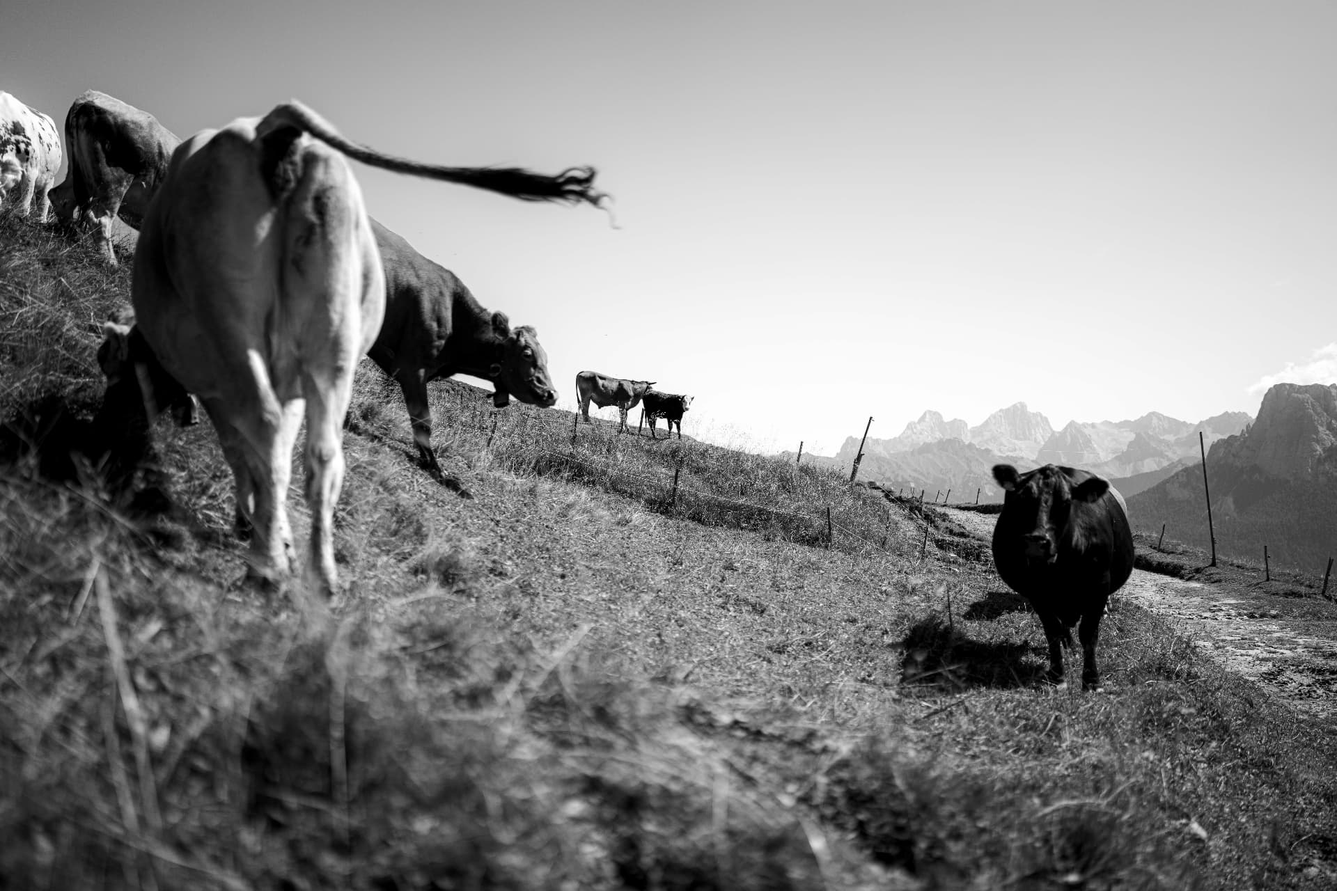 Kühe auf einer Alm vor Bergkulisse, schwarzweiß