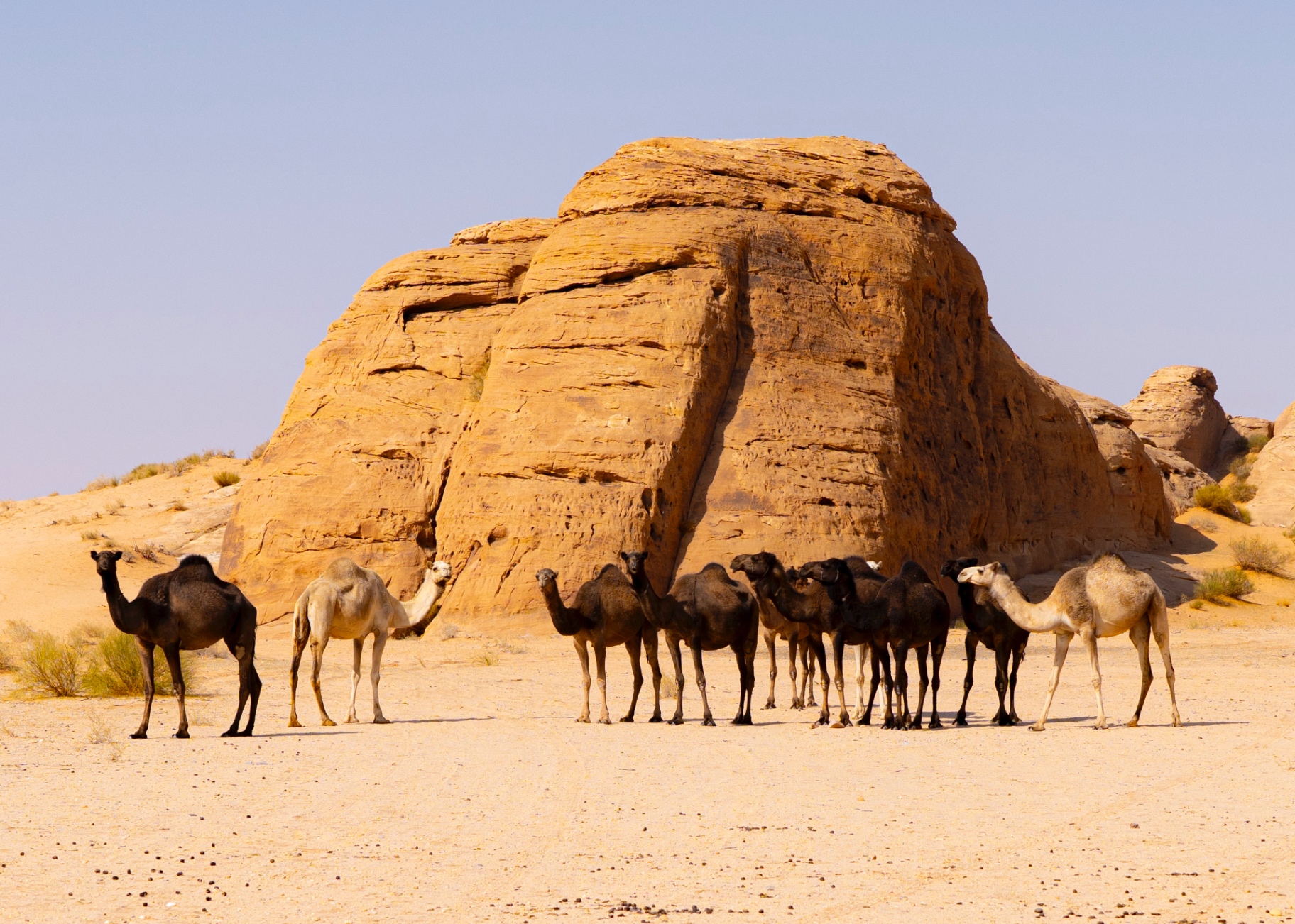 Kamelherde vor einer Sandsteinformation in der Wüste